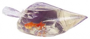 6 x 15  Watertight Fish Bags